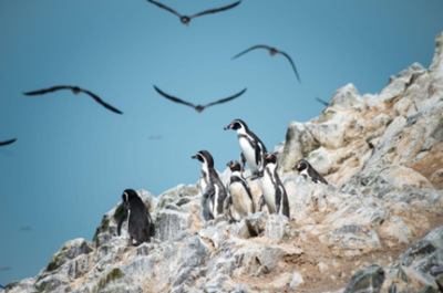 PERU - Szamańska podróż duszy i ciała